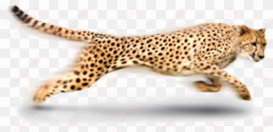 leopard png photo - cheetah png