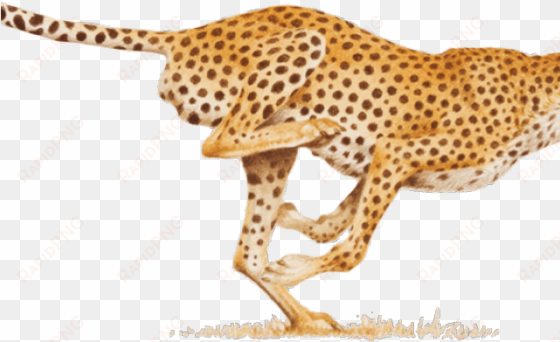 leopard png transparent images - hitting your stride: your work, your way