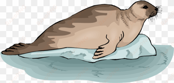 leopard seal clipart transparent - seal on a rock clipart