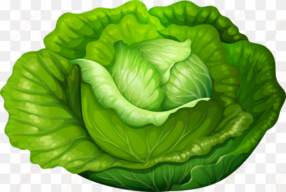 lettuce clipart single vegetable - lettuce clipart