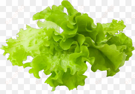 lettuce slice png clipart free stock - lettuce hd