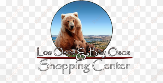 license plates online bear with cubs photo license