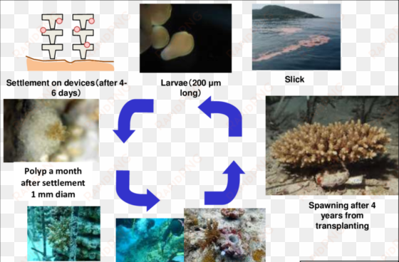 life cycle of transplanted coral from larvae to spawning - biological life cycle