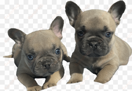 life is better with a frenchie - french bulldog