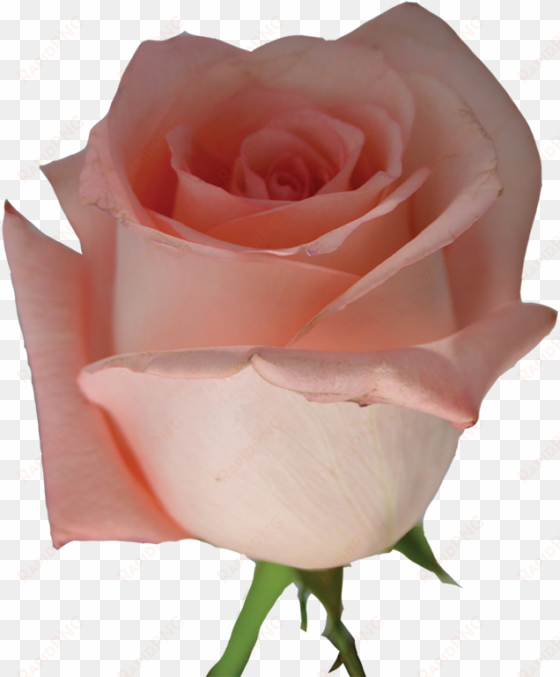 light pink rose png