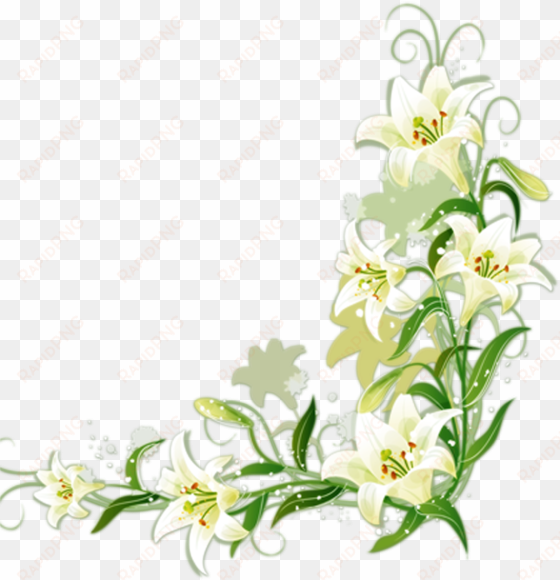 lilium candidum border flowers - white lily flower border