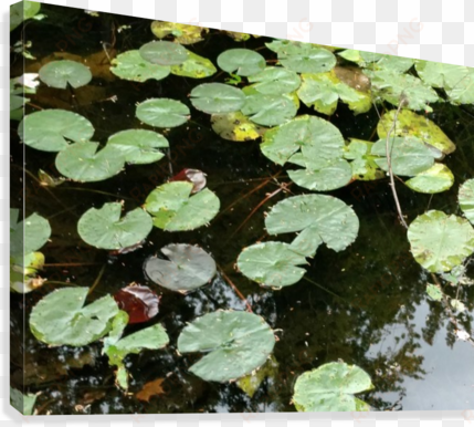 lilly pads canvas print - sacred lotus