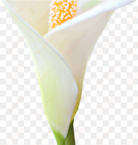 lily clipart arum lily - giant white arum lily