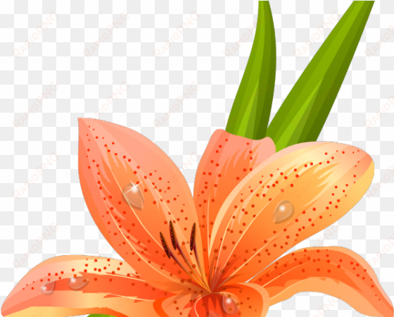 lily clipart lilium - tiger lily clip art