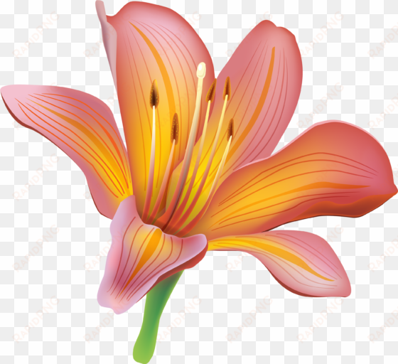 lily flower clipart web png - lily clipart