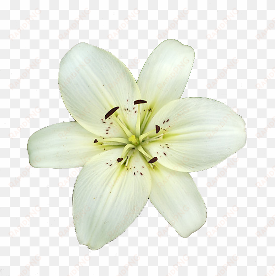 lily white high-quality - lily flower transparent background