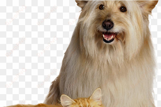 lindos gostei - dog and cat white background