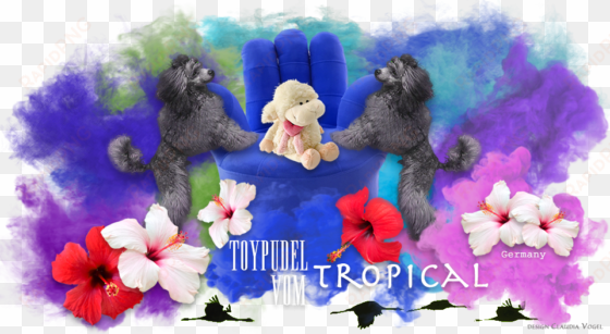 links für bannertausch - toy poodle