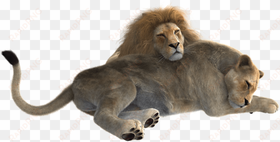 lion png clipart - female lion png