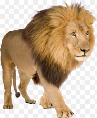 lion png free download - lions with white background