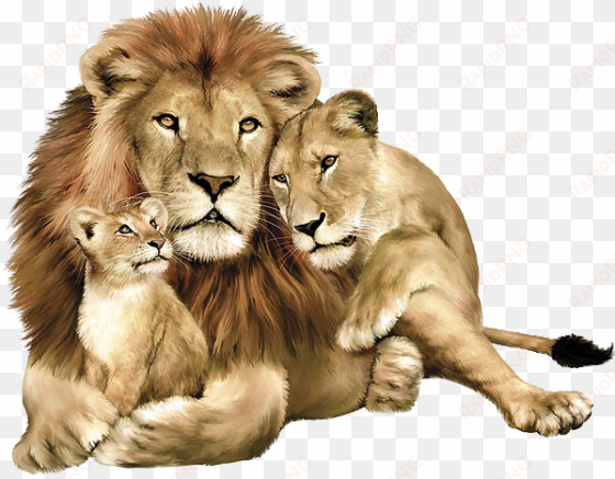 lions images - animals png