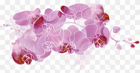 little kolibri orchids fountain flower for a long time - illustration
