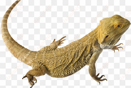 lizard clipart bearded dragon - bearded dragon clear background