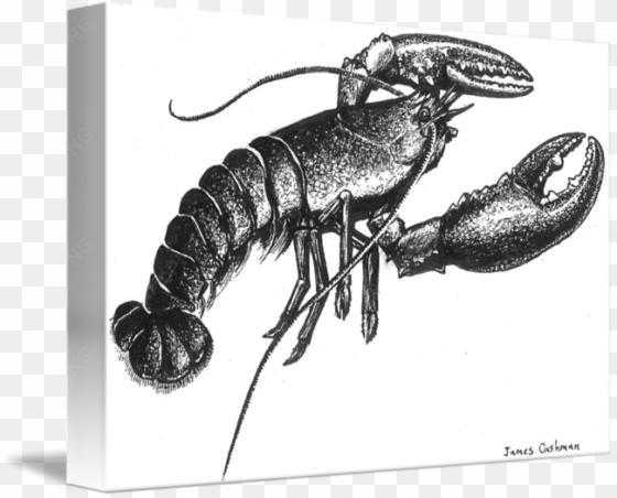 lobster by jcpaints - lobster ink drawing