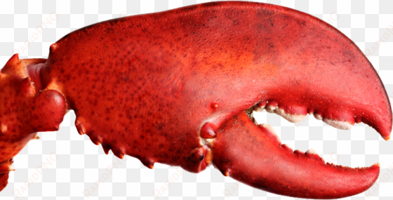 lobster claw png - eat show los angeles
