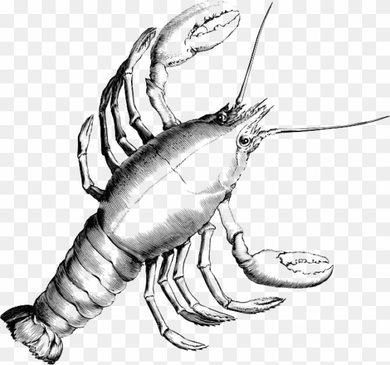 lobster, crab, crustacean, crayfish, shrimp, crawfish - cancer constellation