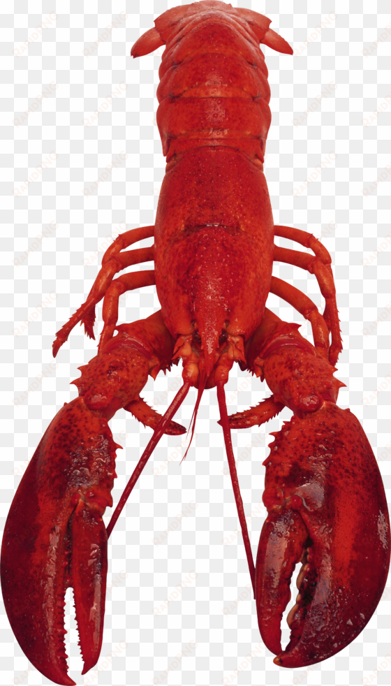 Lobster Png - Cranky's Bouillabaisse Cookbook & Kitchen Helper: transparent png image