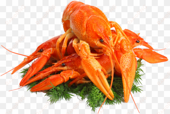 lobster png free download - seafood png