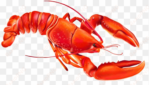 Lobster Png Photo - American Lobster transparent png image