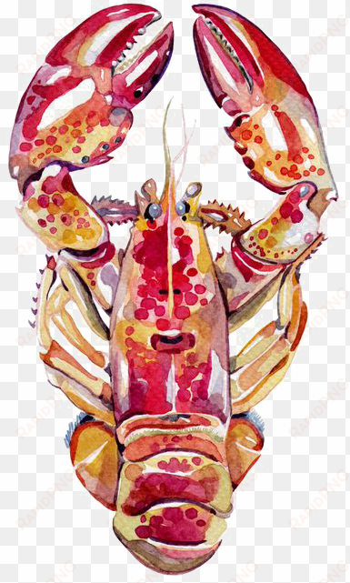 Lobster Watercolor Png - Holly Exley Sea transparent png image
