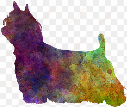 Long Hair In Watercolor By Pablo Romero - Art Print: Paulrommer's Yorkshire Terrier Long Hair transparent png image