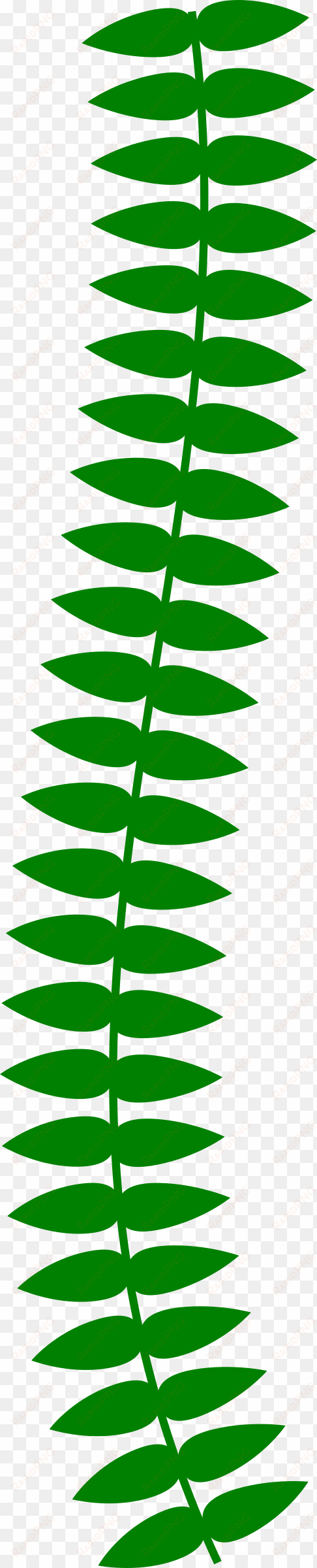 long vine big image png - vine plant clipart png