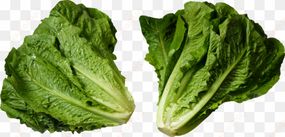 loose leaf romaine lettuce