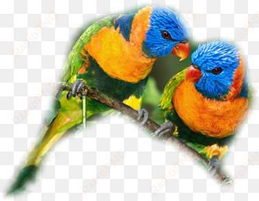 lorikeets pair - parrot pair png