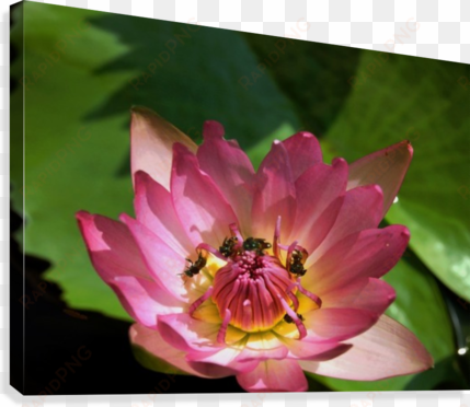 lotus and bees canvas print