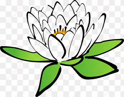 lotus flower water lily white water lily b - cartoon flower transparent background