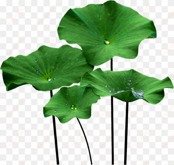 lotus leaf png - lotus leaf