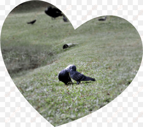 love-birds - heart