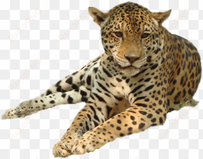 lovely images of leopard and cheetah leopard png png - Леопард Пнг