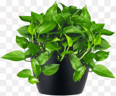 low-light interior plant jade pothos - small indoor plant png