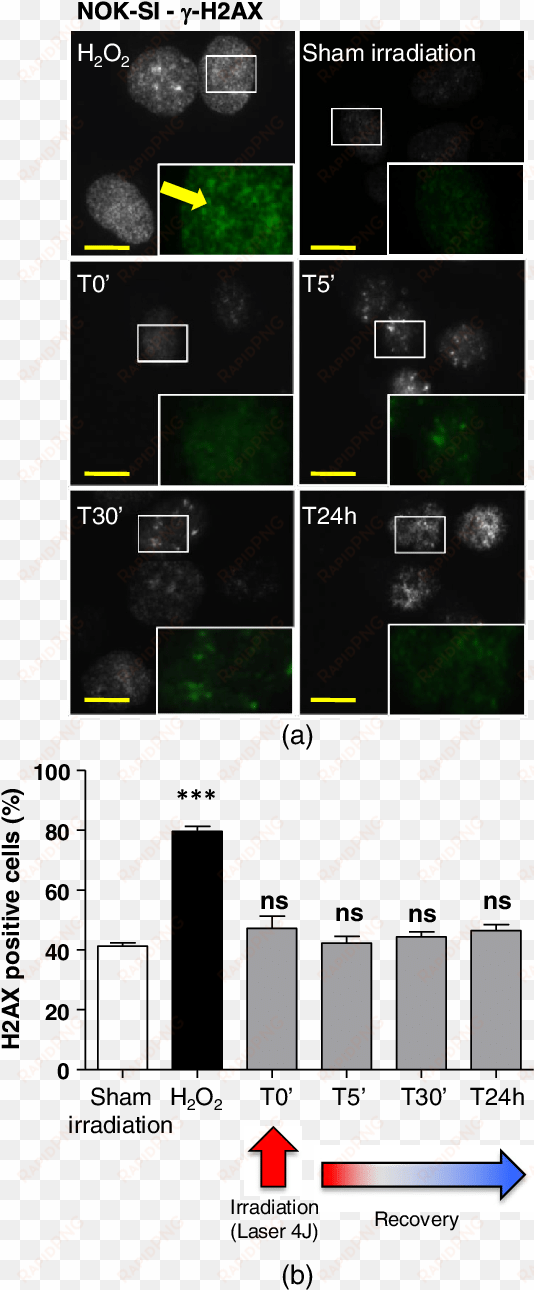 lpt does not induce dna strand breaks - portable network graphics