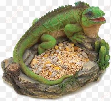 lucia man has been charged for killing and consuming - green iguana