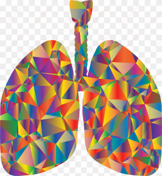 lung respiratory system respiration breathing organ - low poly lungs
