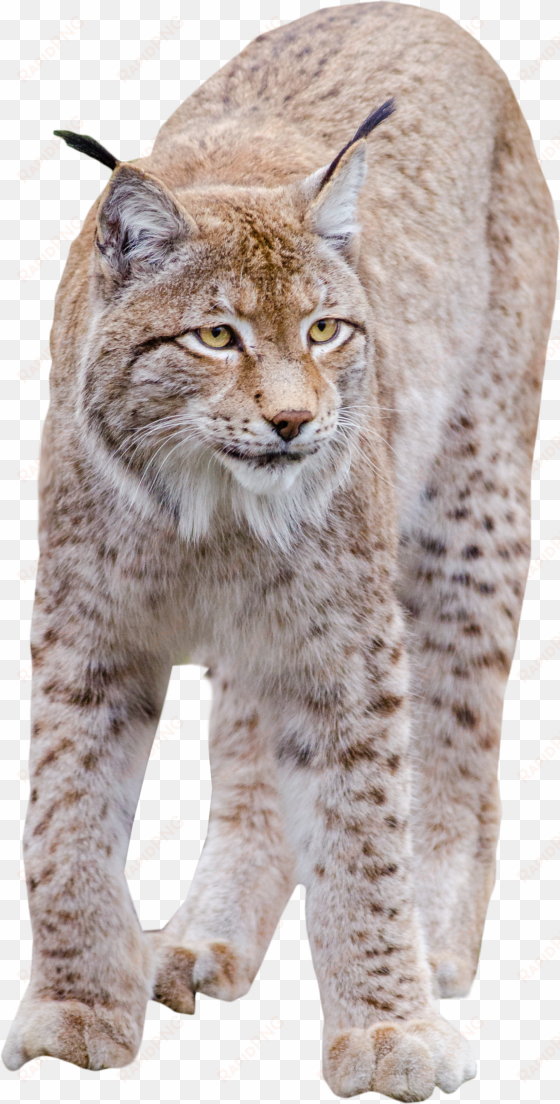 lynx standing png image - cat png high quality