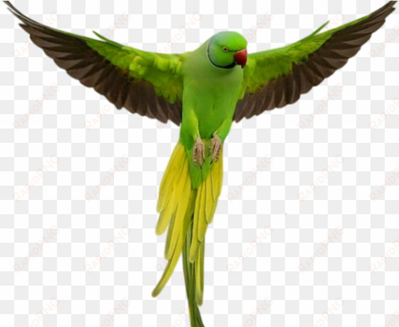 macaw png transparent images - imagenes de aves con frases de amor