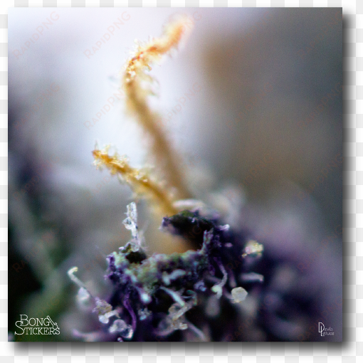 macro lens marijuana leaf - cannabis