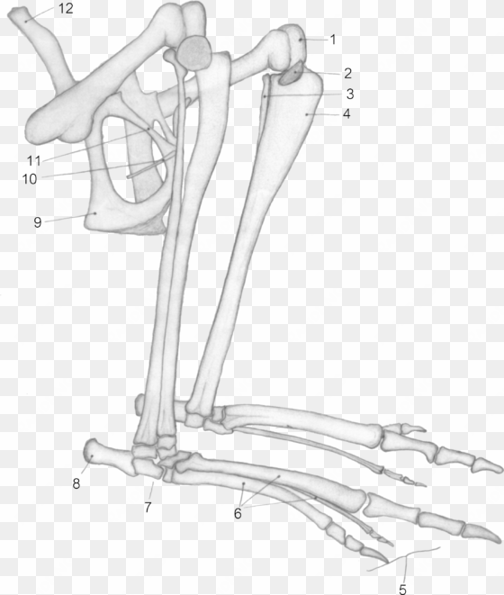 macropus major hind legs - kangaroo legs skeleton