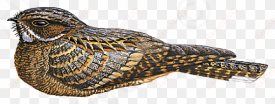 madagascar nightjar - crocodile