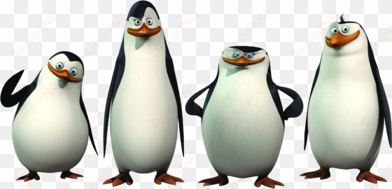 madagascar penguins png - penguins of madagascar