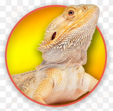 magnet & steel bearded dragon calendar 2017