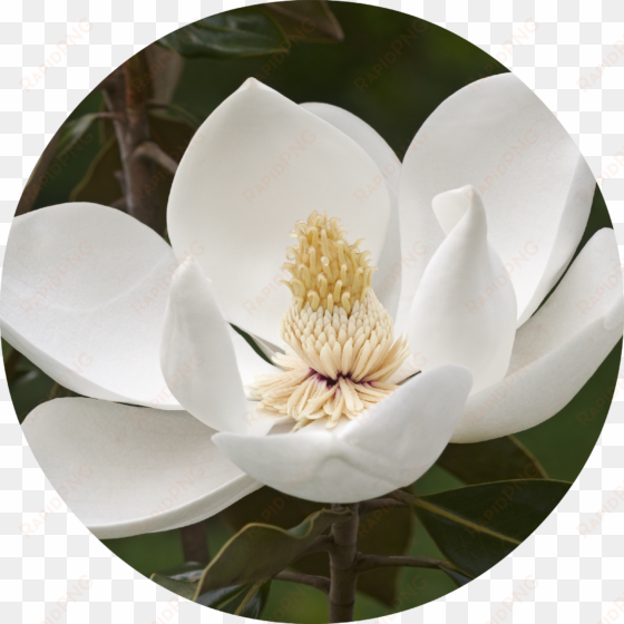 magnolia flower essential oil - magnolia tree flower